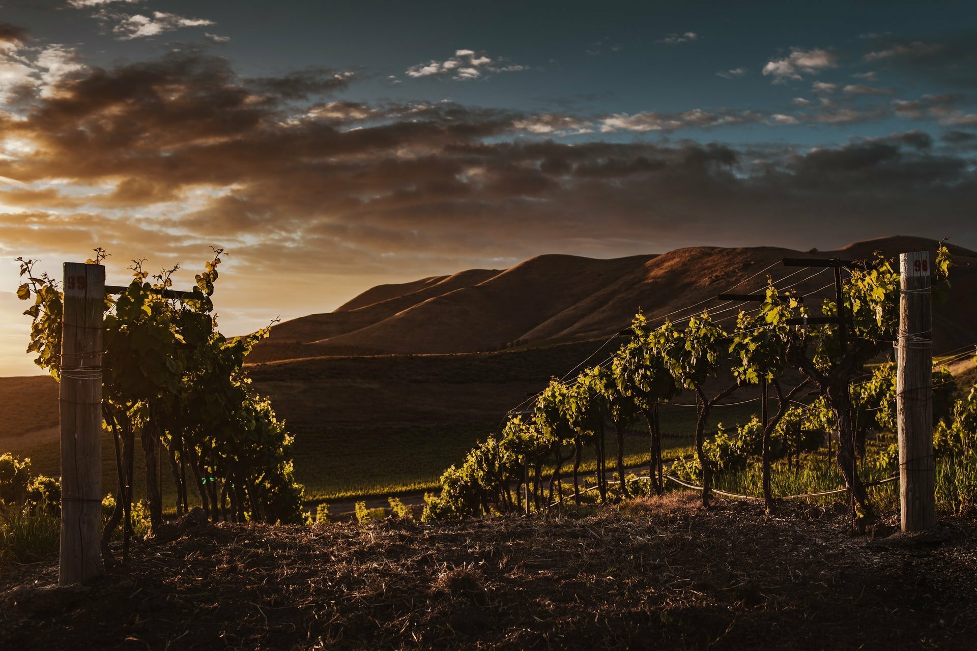 vineyard in Santa Maria